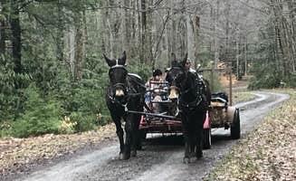 Jamie H.'s photo of camping with a horse at Cranberry River Sites NF Campground near Meadow Creek, WV