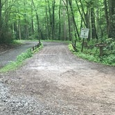 Review photo of Cranberry River Sites NF Campground by Jamie H., June 23, 2019