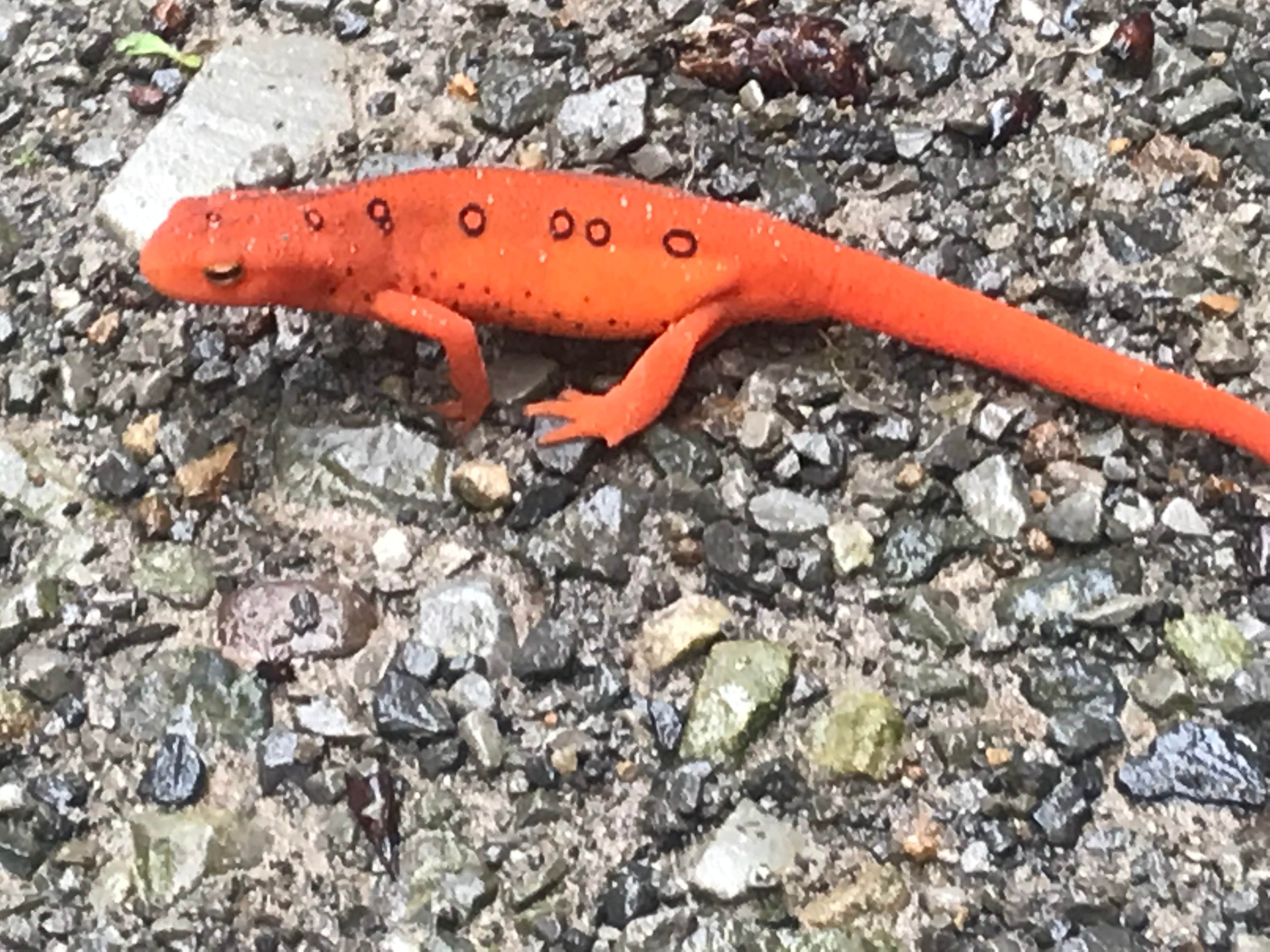 Camper-submitted photo at Cranberry River Sites NF Campground near Sandstone, WV