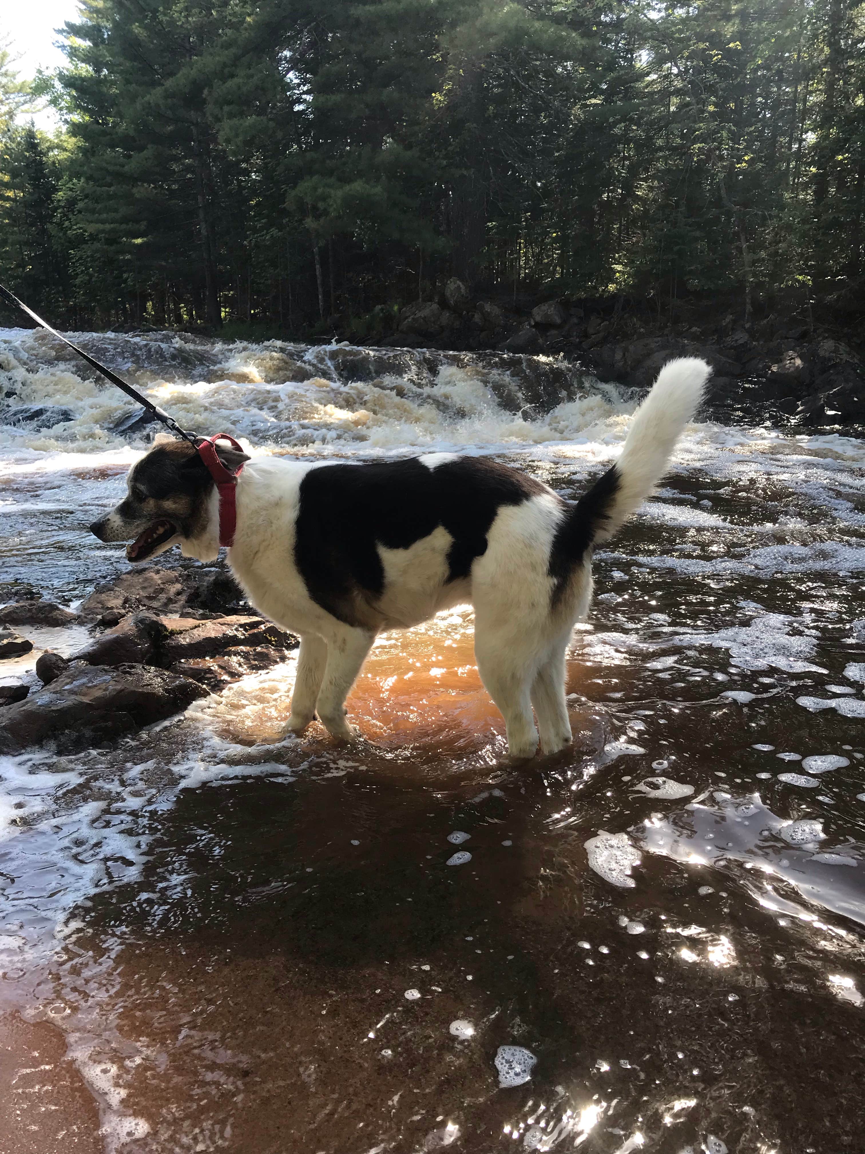 Kate B.'s photo of camping with pets at Amnicon Falls State Park Campground near South Range, WI