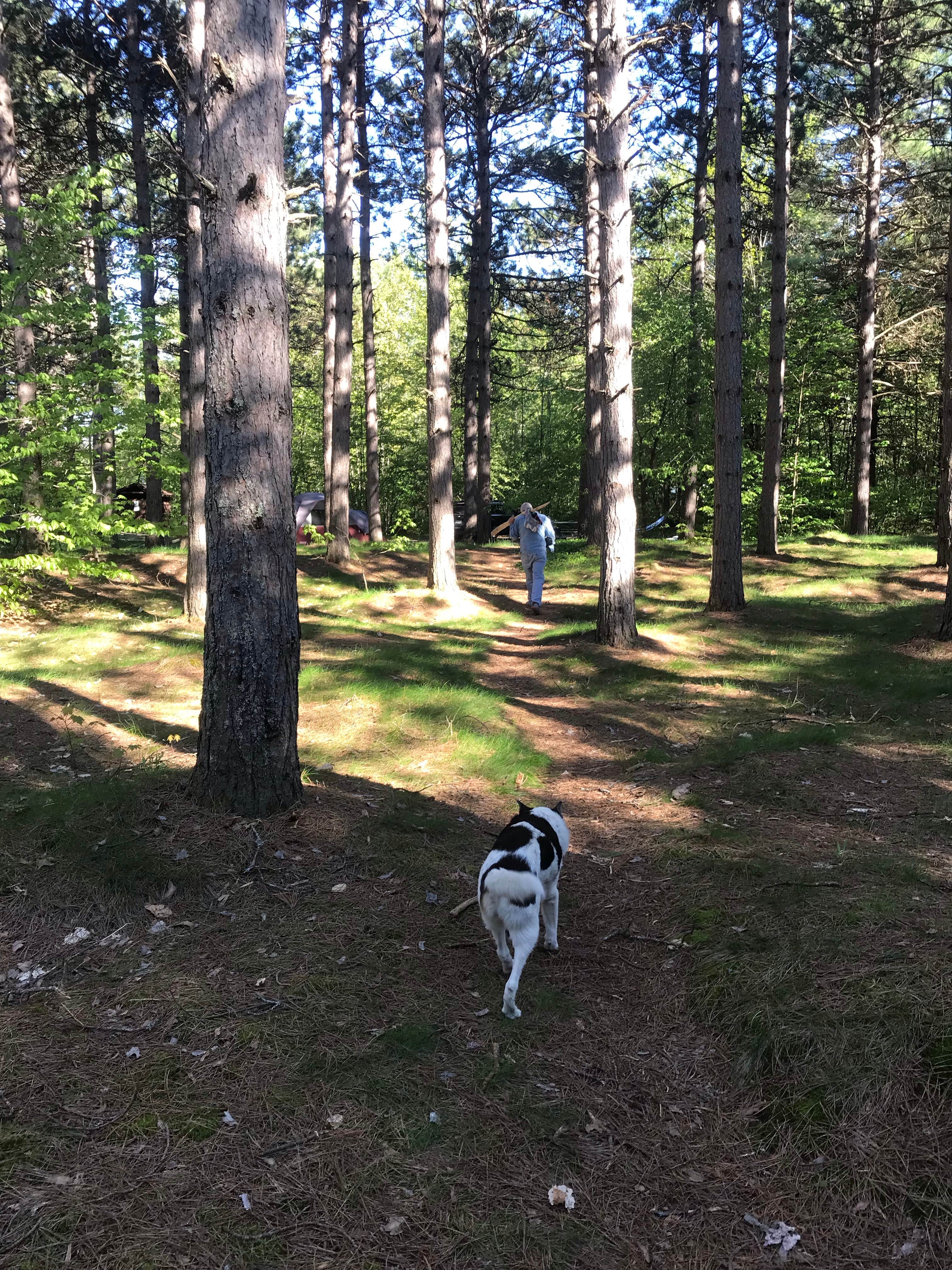 Kate B.'s photo of camping with pets at Bay Furnace Campground near Pictured Rocks National Park