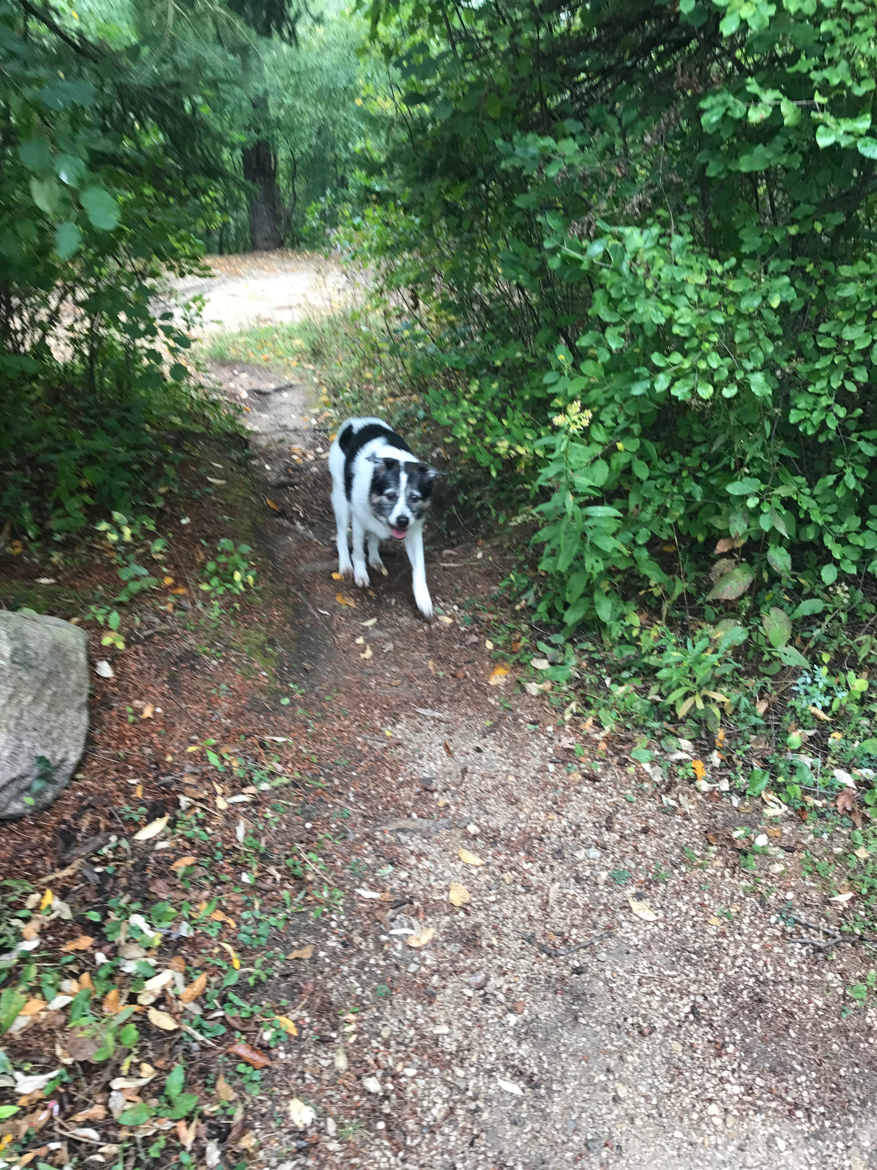 Camper submitted image from Mauthe Lake Campground — Kettle Moraine State Forest-Northern Unit-Iansr - 1