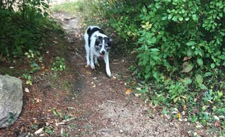 Kate B.'s photo of camping with pets at Mauthe Lake Campground — Kettle Moraine State Forest-Northern Unit-Iansr near Neenah, WI