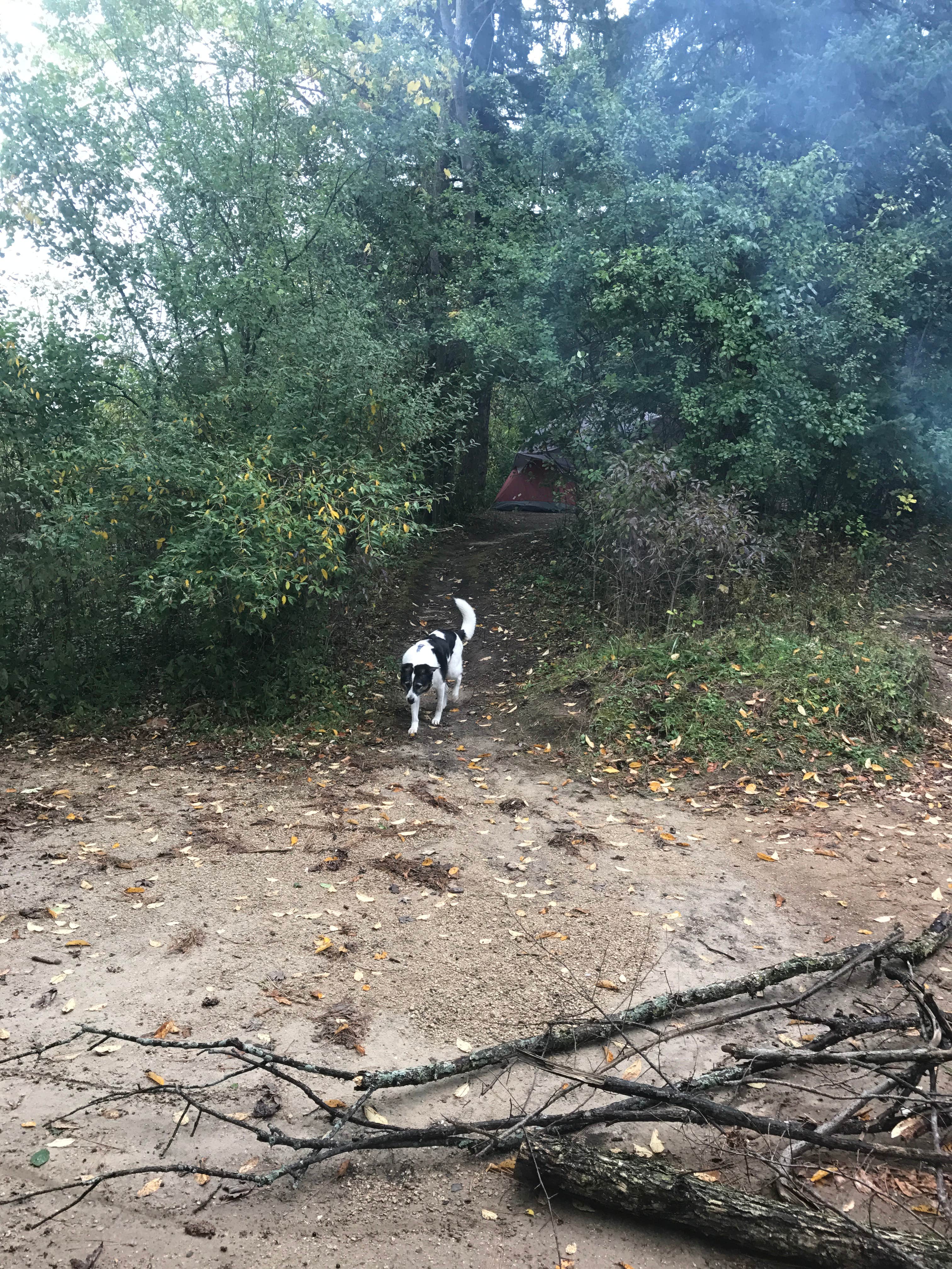 Kate B.'s photo of camping with pets at Mauthe Lake Campground — Kettle Moraine State Forest-Northern Unit-Iansr near Oshkosh, WI