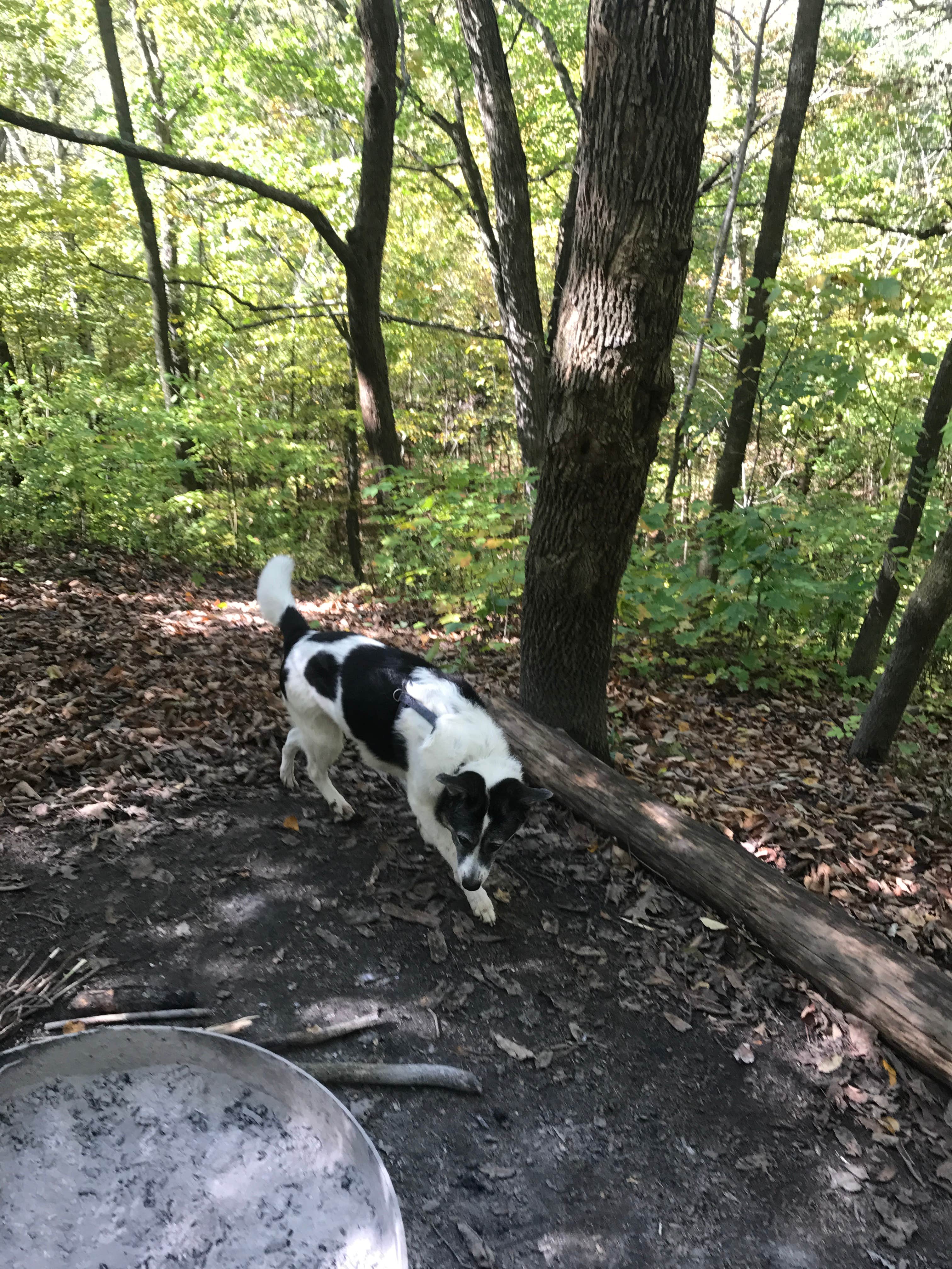 Kate B.'s photo of camping with pets at Mauthe Lake Campground — Kettle Moraine State Forest-Northern Unit-Iansr near Waupun, WI