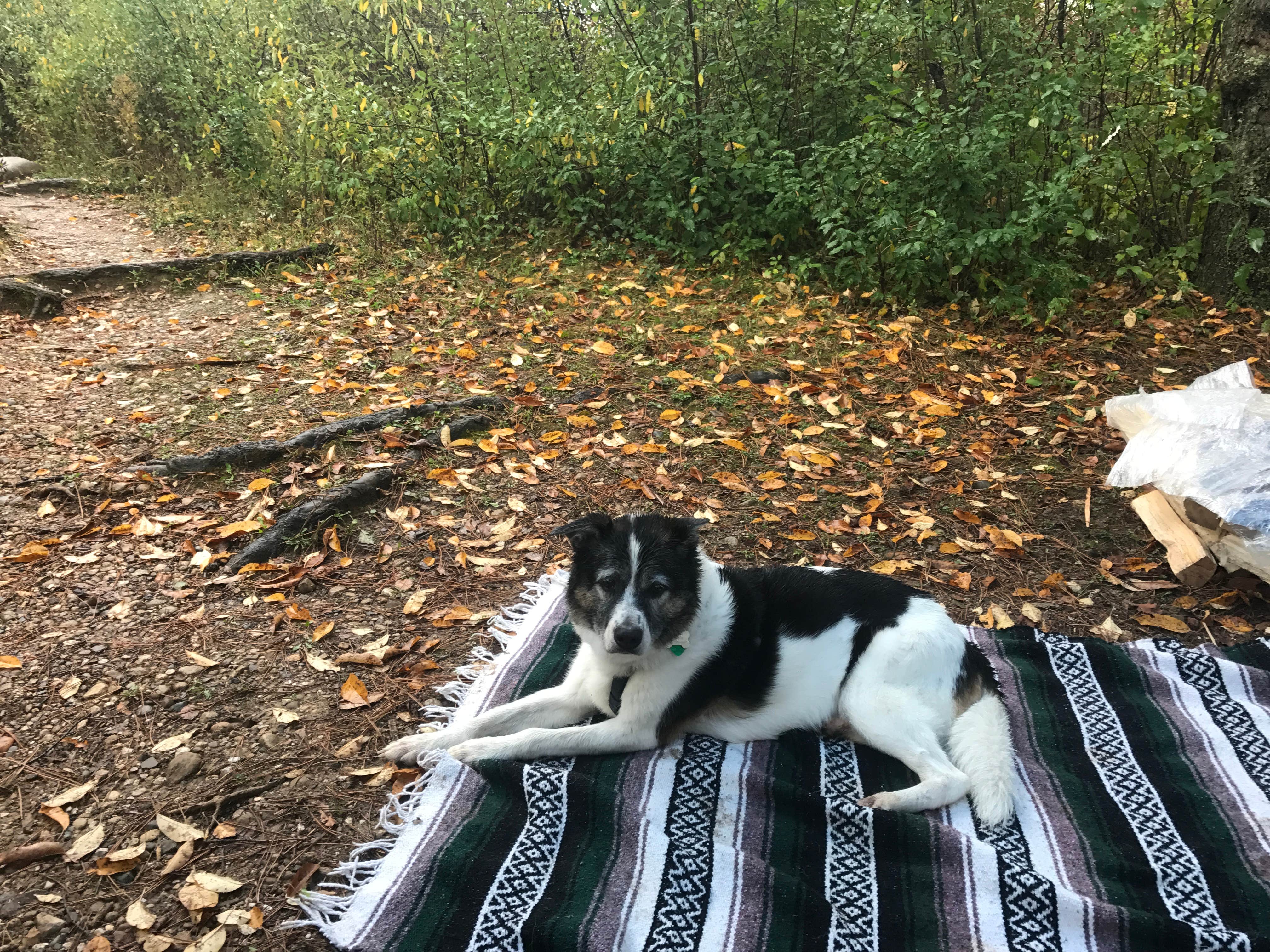 Kate B.'s photo of camping with pets at Mauthe Lake Campground — Kettle Moraine State Forest-Northern Unit-Iansr near Glenbeulah, WI