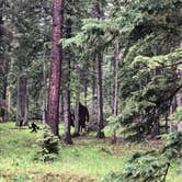 Review photo of Dalton Lake Campground — Black Hills National Forest by Art S., June 23, 2019