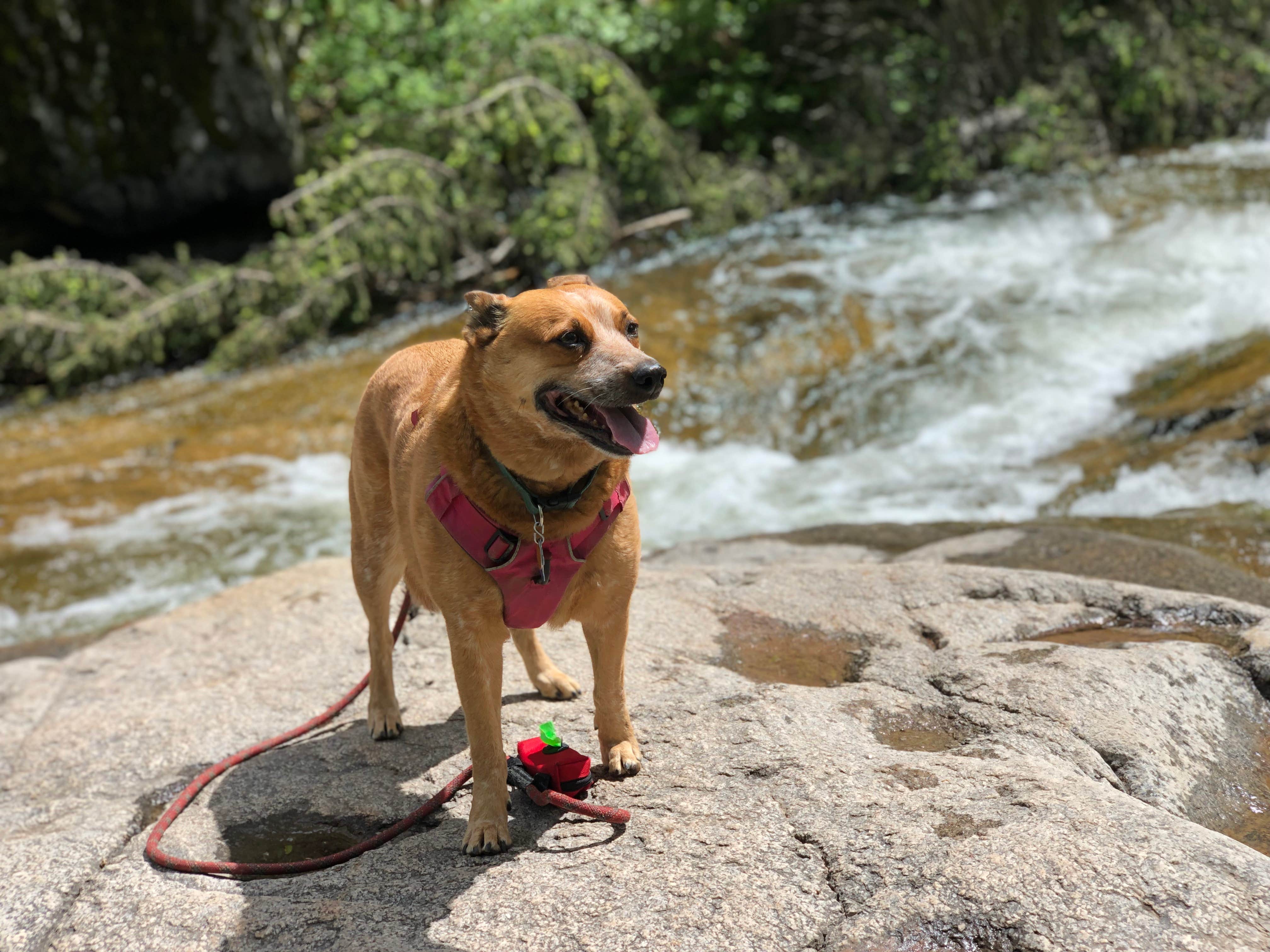 Art S.'s photo of camping with pets at Dalton Lake Campground — Black Hills National Forest near Blackhawk, SD