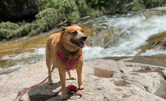 Art S.'s photo of camping with pets at Dalton Lake Campground — Black Hills National Forest near Deadwood, SD