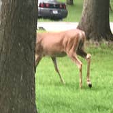 Review photo of Lake of the Ozarks State Park Campground by Cathy S., June 23, 2019