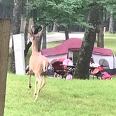 Review photo of Lake of the Ozarks State Park Campground by Cathy S., June 23, 2019