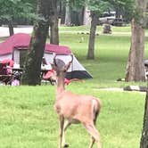 Review photo of Lake of the Ozarks State Park Campground by Cathy S., June 23, 2019