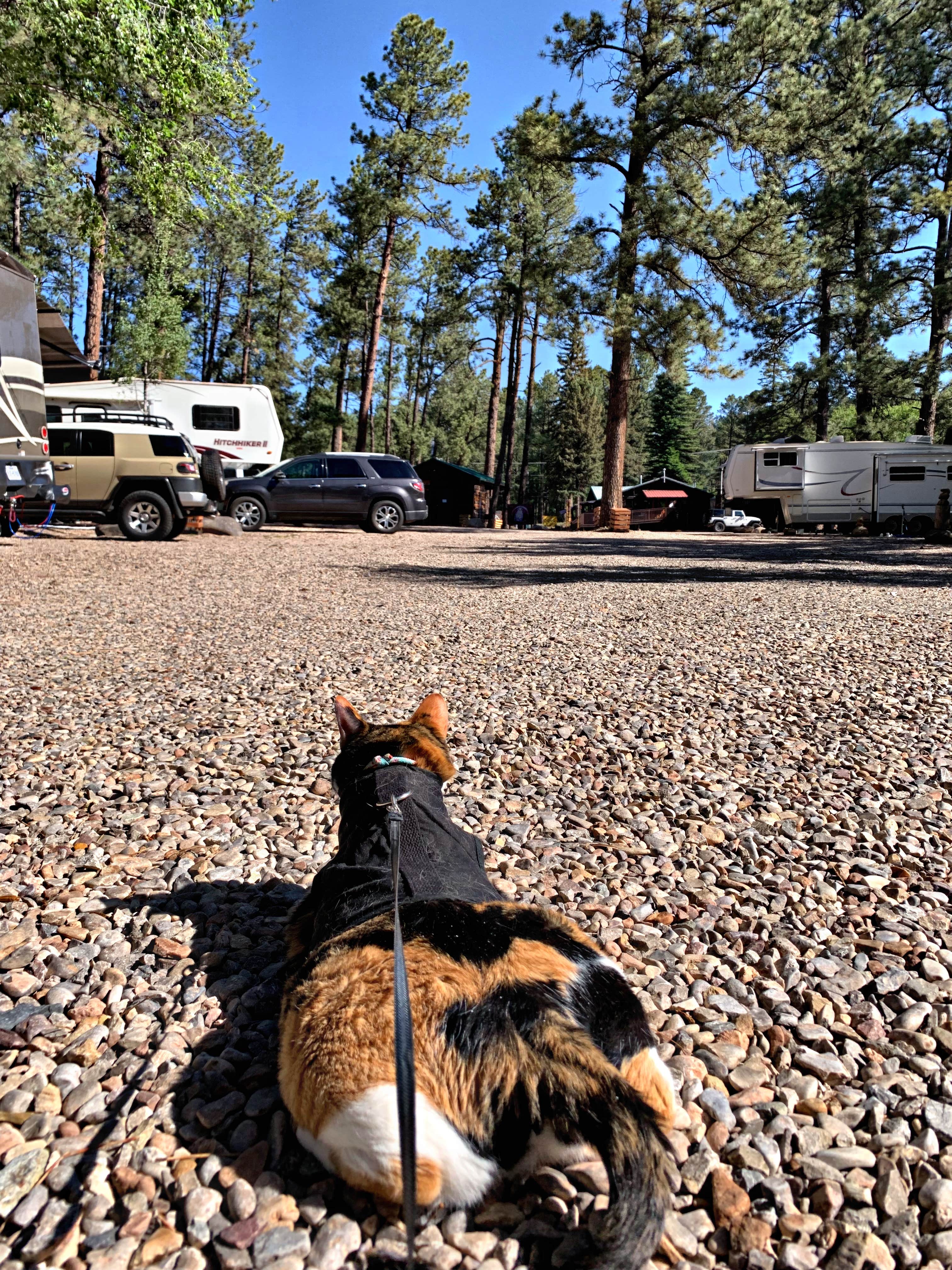 Joanna P.'s photo of rv camping at Midtown Mountain Campground & RV Park near Ruidoso, NM