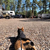 Review photo of Midtown Mountain Campground & RV Park by Joanna P., June 23, 2019