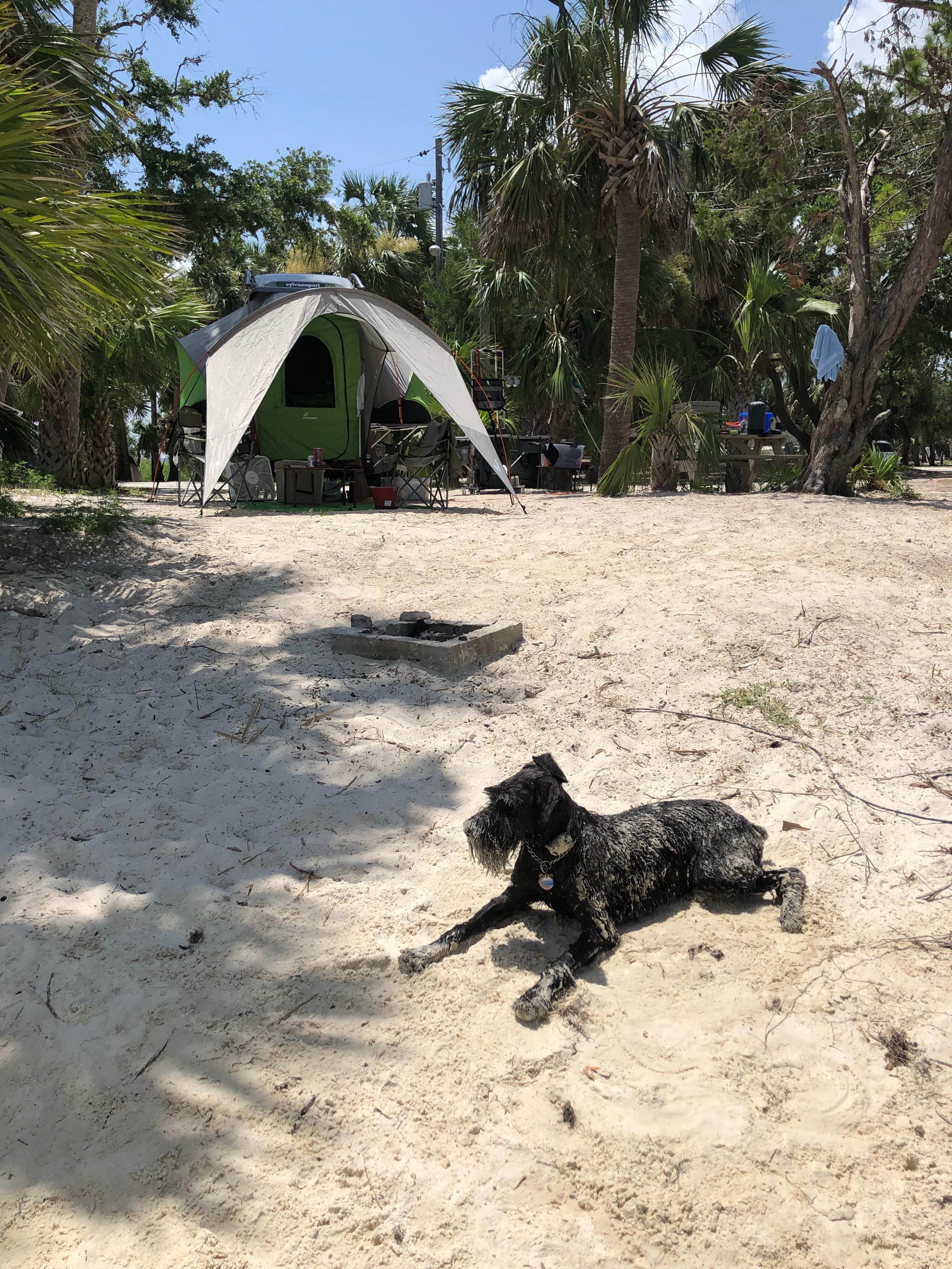 Steven L.'s photo of camping with pets at Indian Pass Campground near Apalachicola, FL