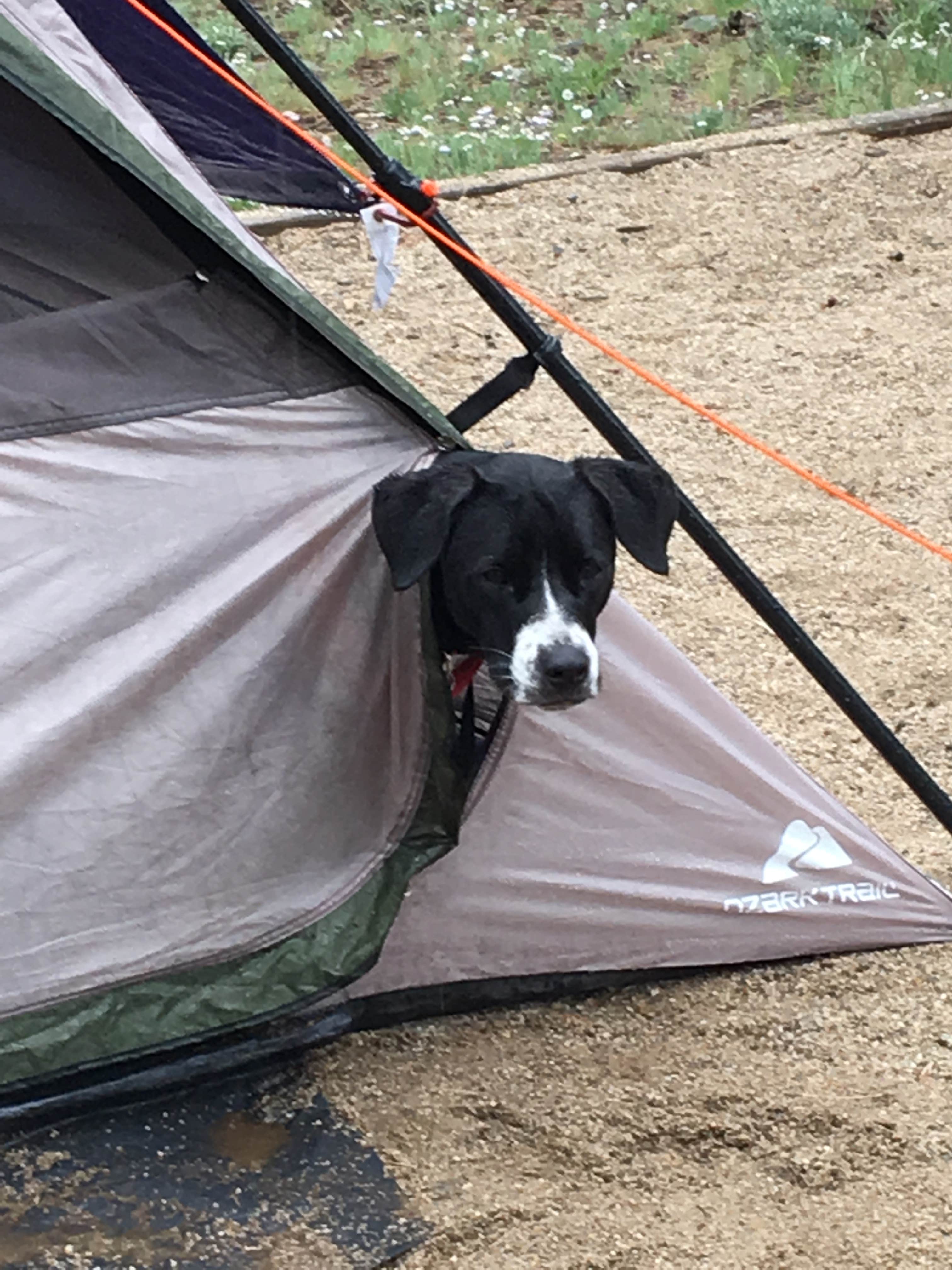 Zach Y.'s photo of camping with pets at White Star near Leadville, CO
