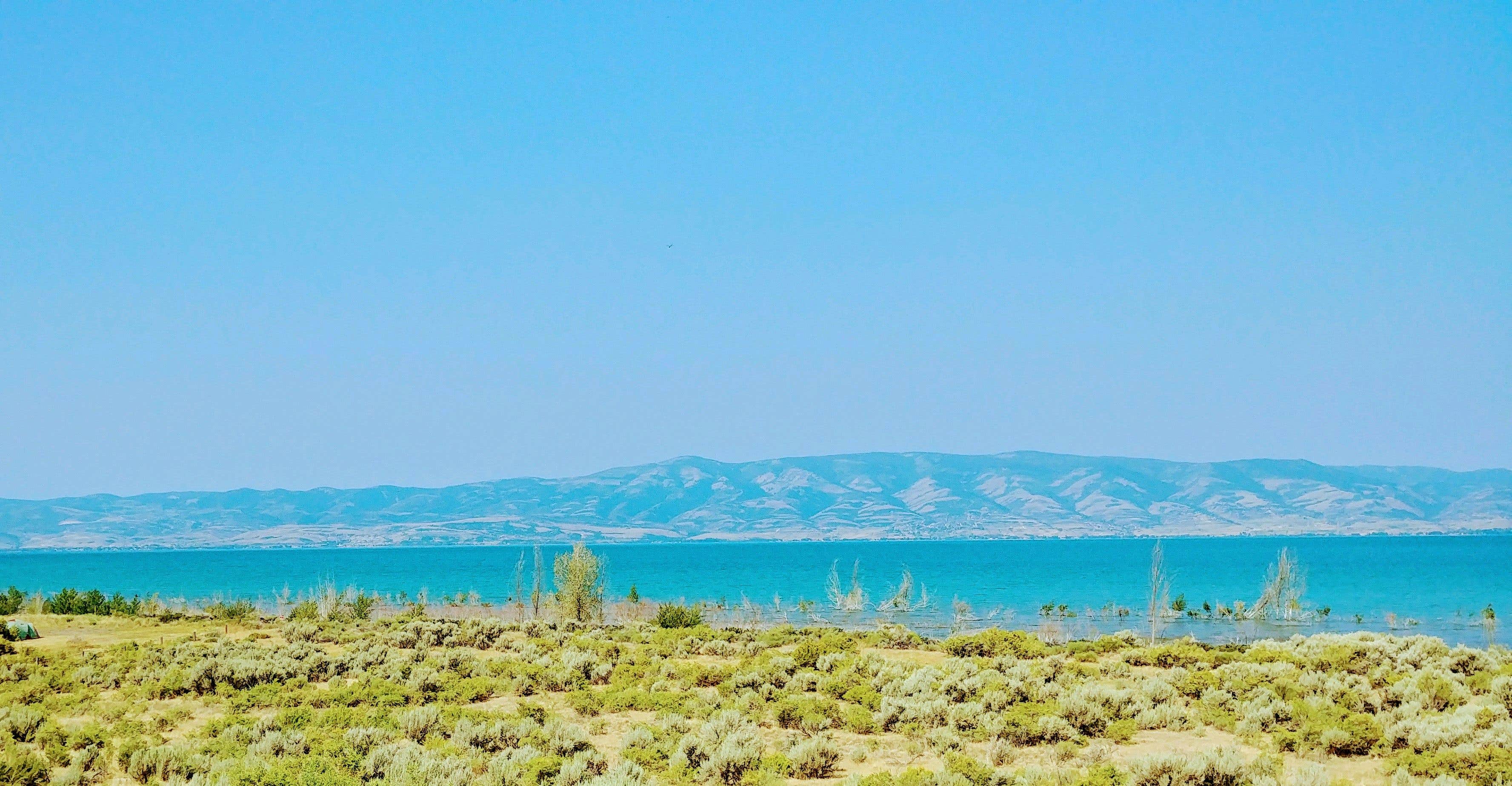 View All