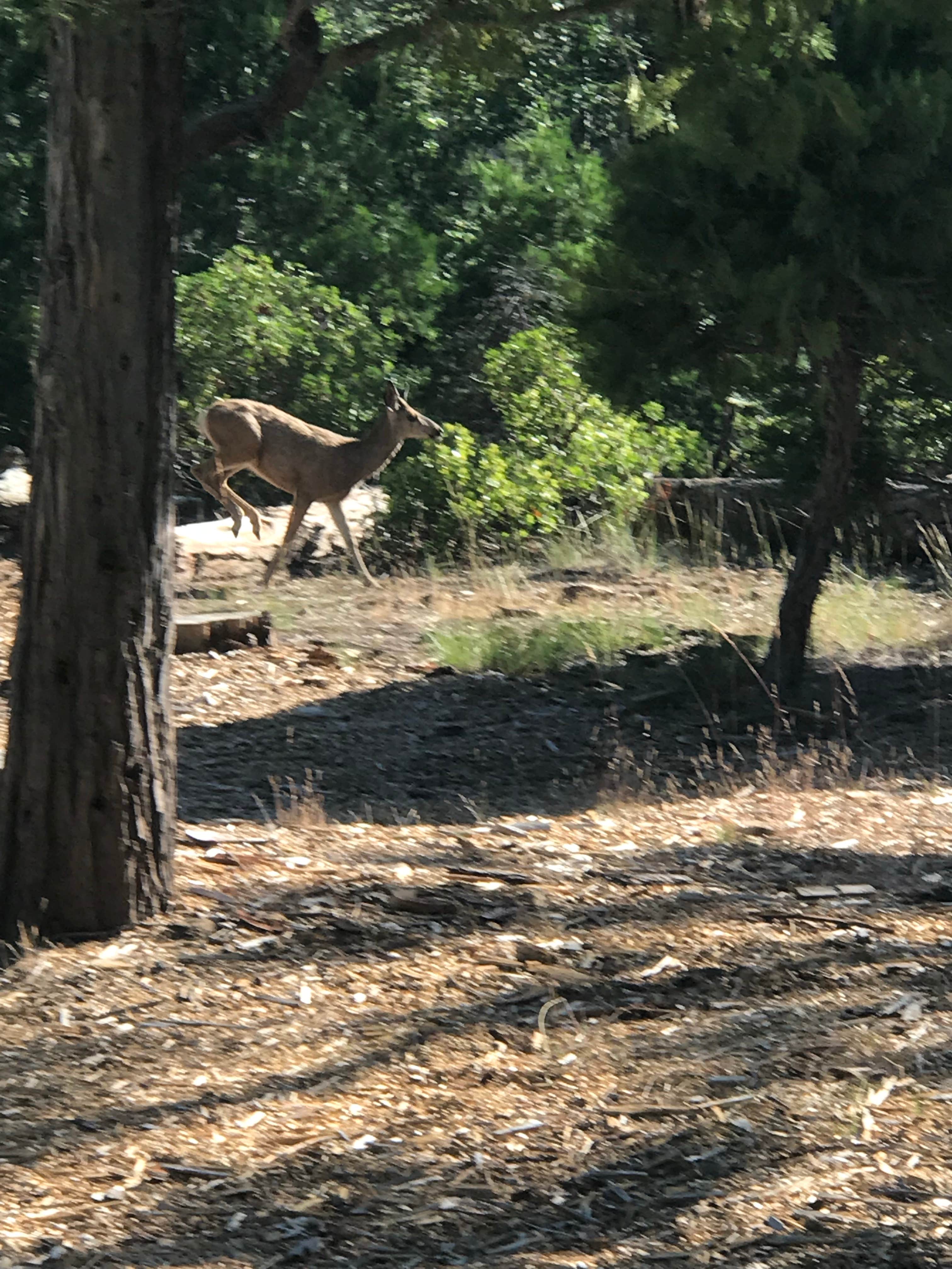 Camper-submitted photo at Canyon View Group Sites — Kings Canyon National Park near Independence, CA