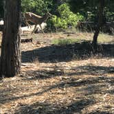 Review photo of Canyon View Group Sites — Kings Canyon National Park by Michelle  H., June 24, 2019