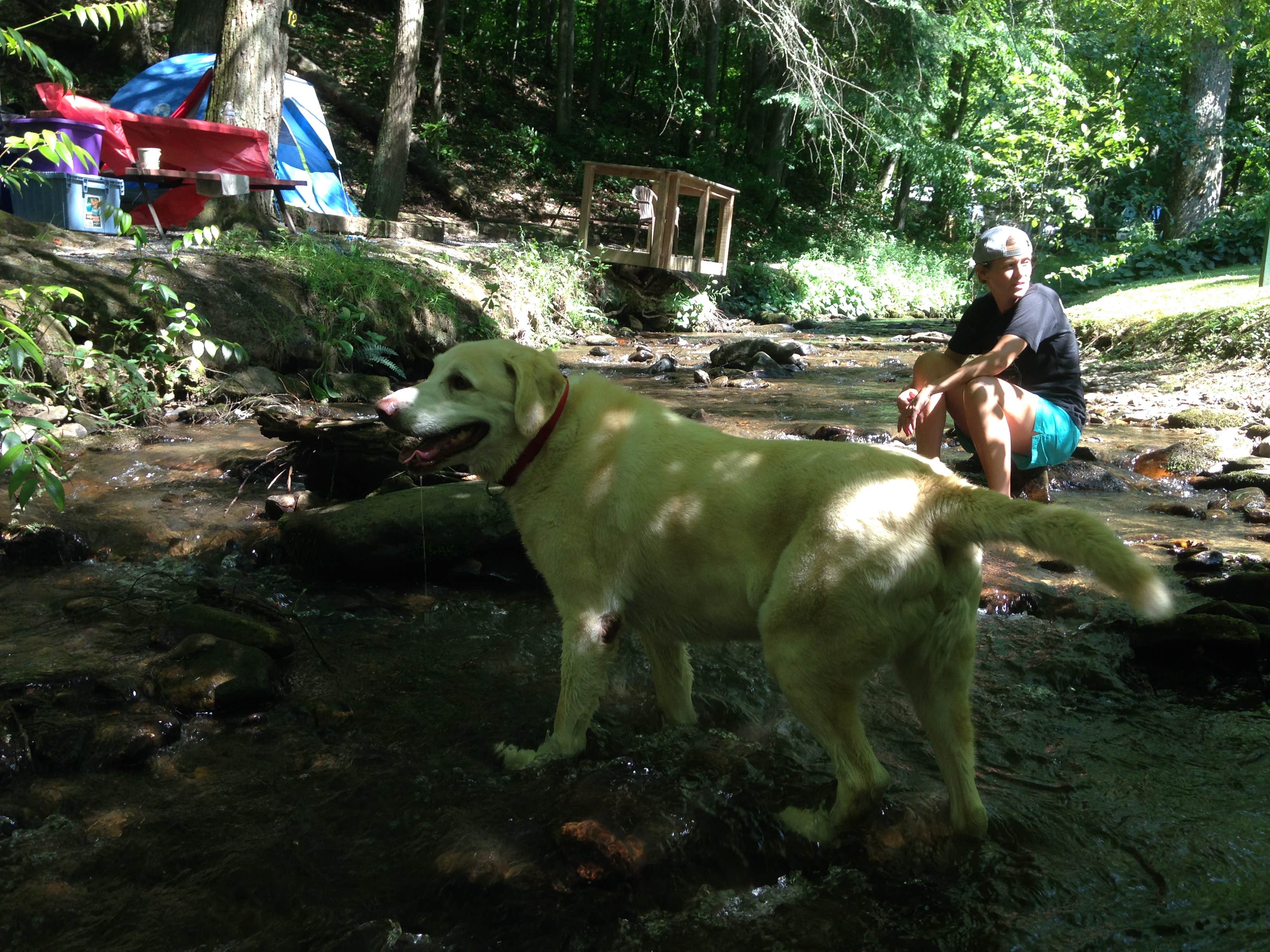 Fain H.'s photo at Moonshine Creek Campground near Sylva, NC
