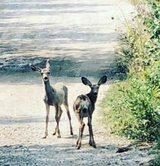 Camper-submitted photo at Big Springs Campground near Island Park, ID