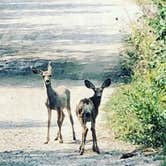 Review photo of Big Springs Campground by Shani C., June 24, 2019