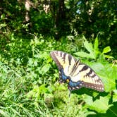 Review photo of Cheney State Park Giefer Hill Campground by AJ M., June 24, 2019