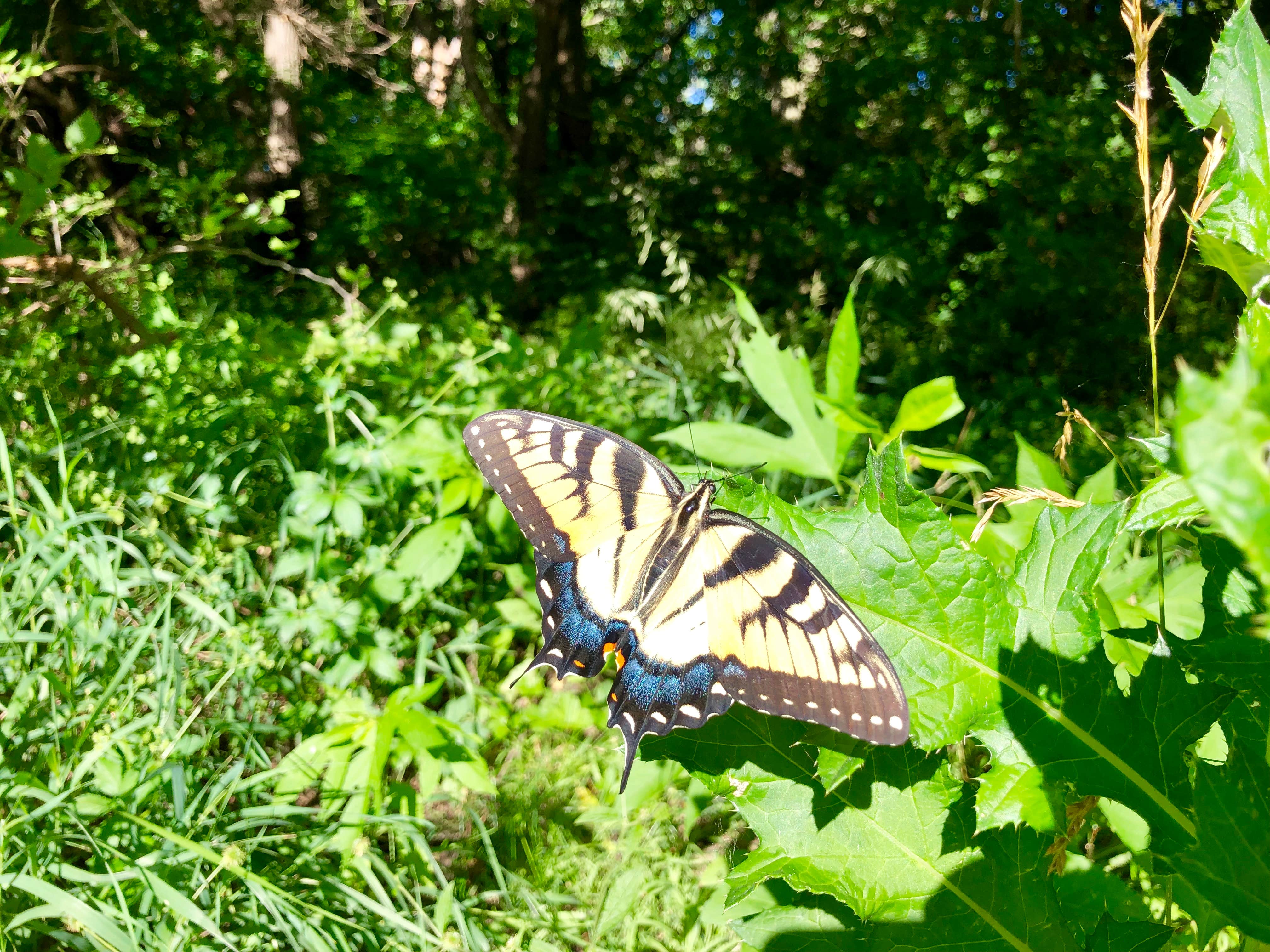 Camper submitted image from Cheney State Park Giefer Hill Campground - 1