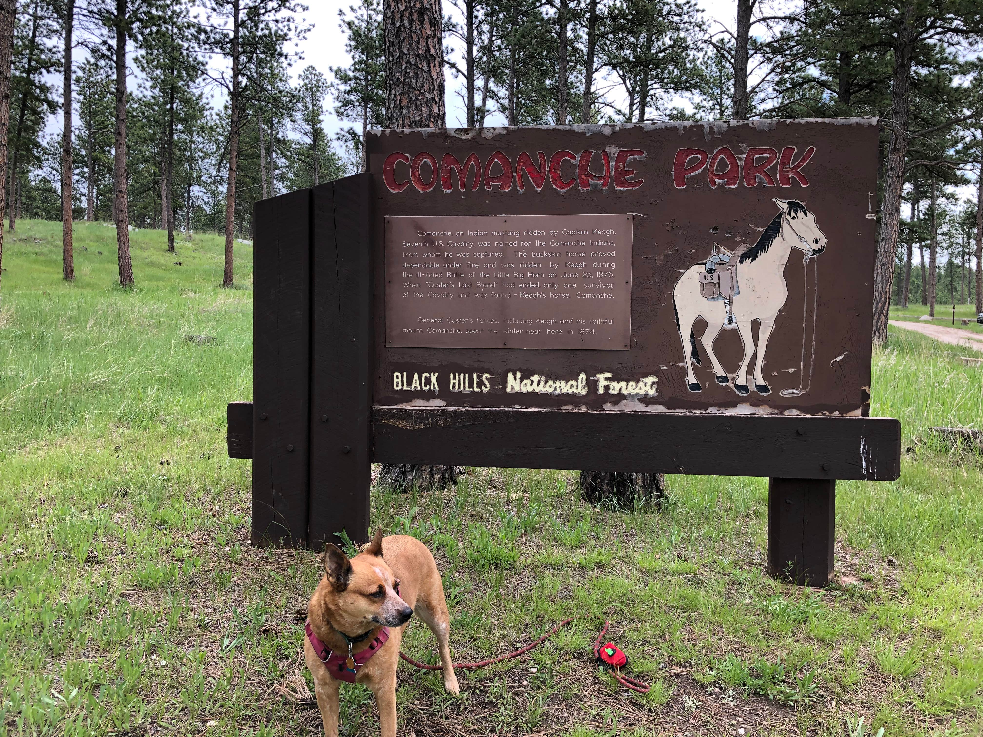 Camper submitted image from Comanche Park - 5
