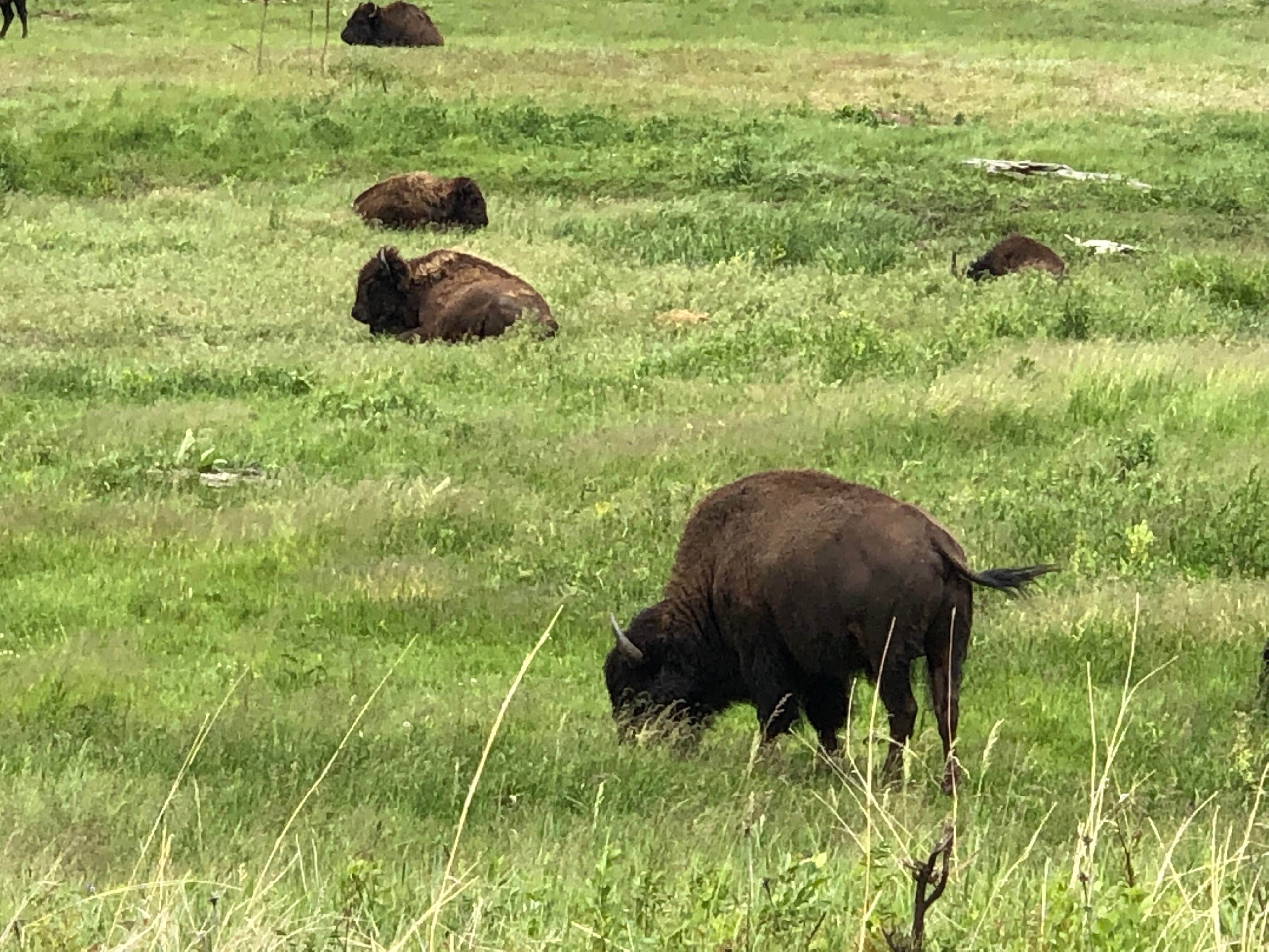 Bison at Custer State Park
