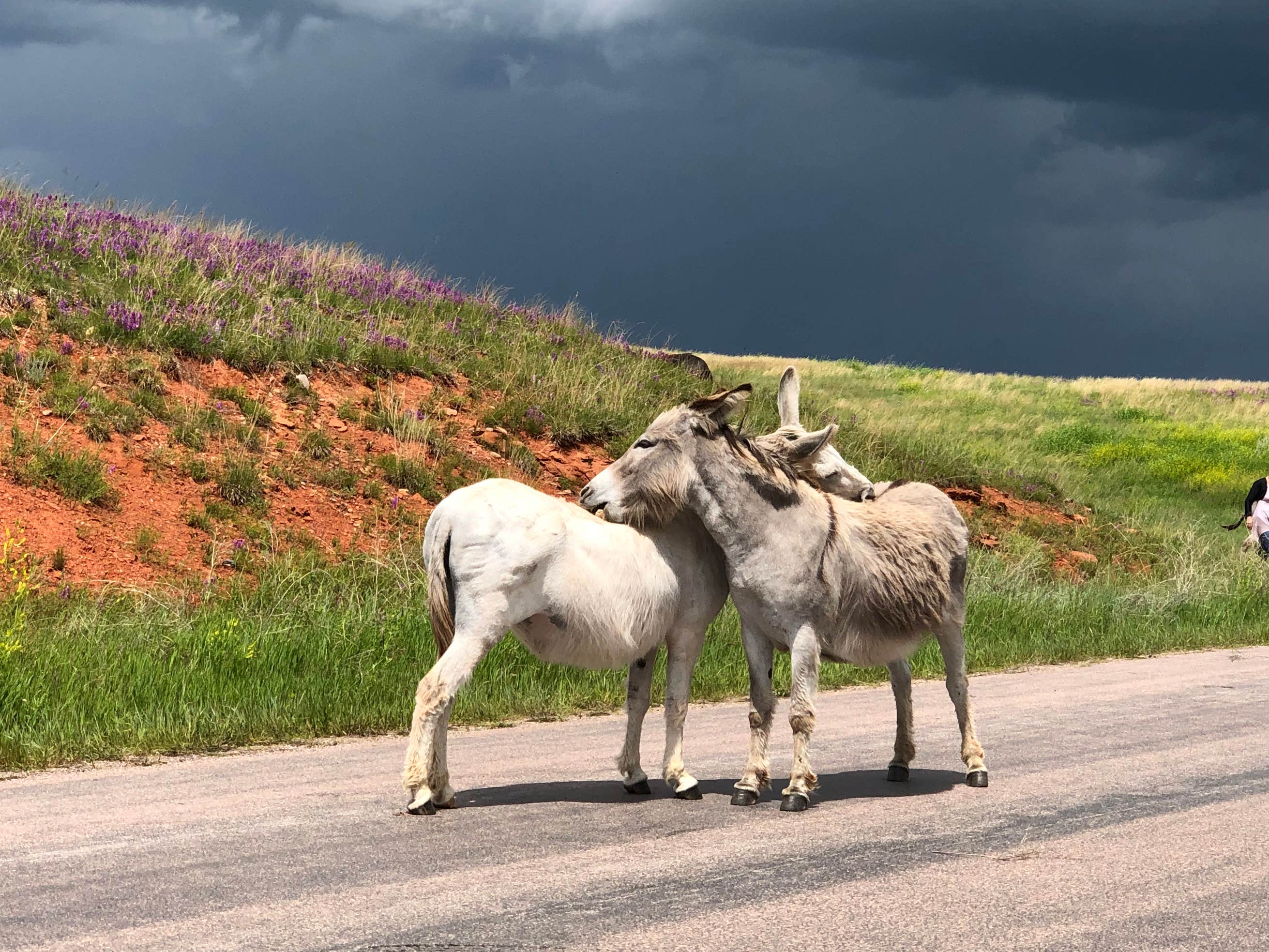 Comanche Park Camping The Dyrt