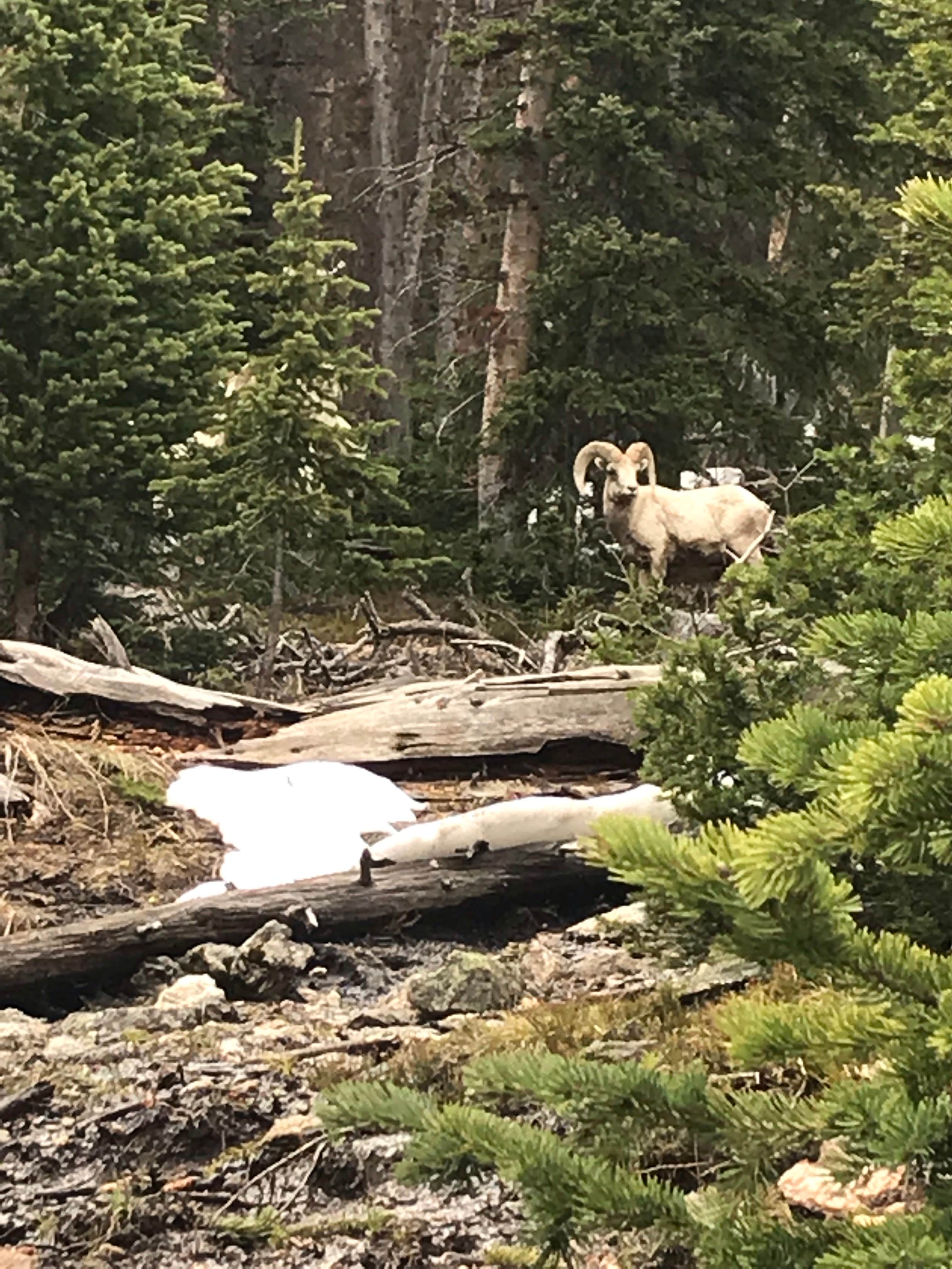 Camper submitted image from Timberline Campground - 3