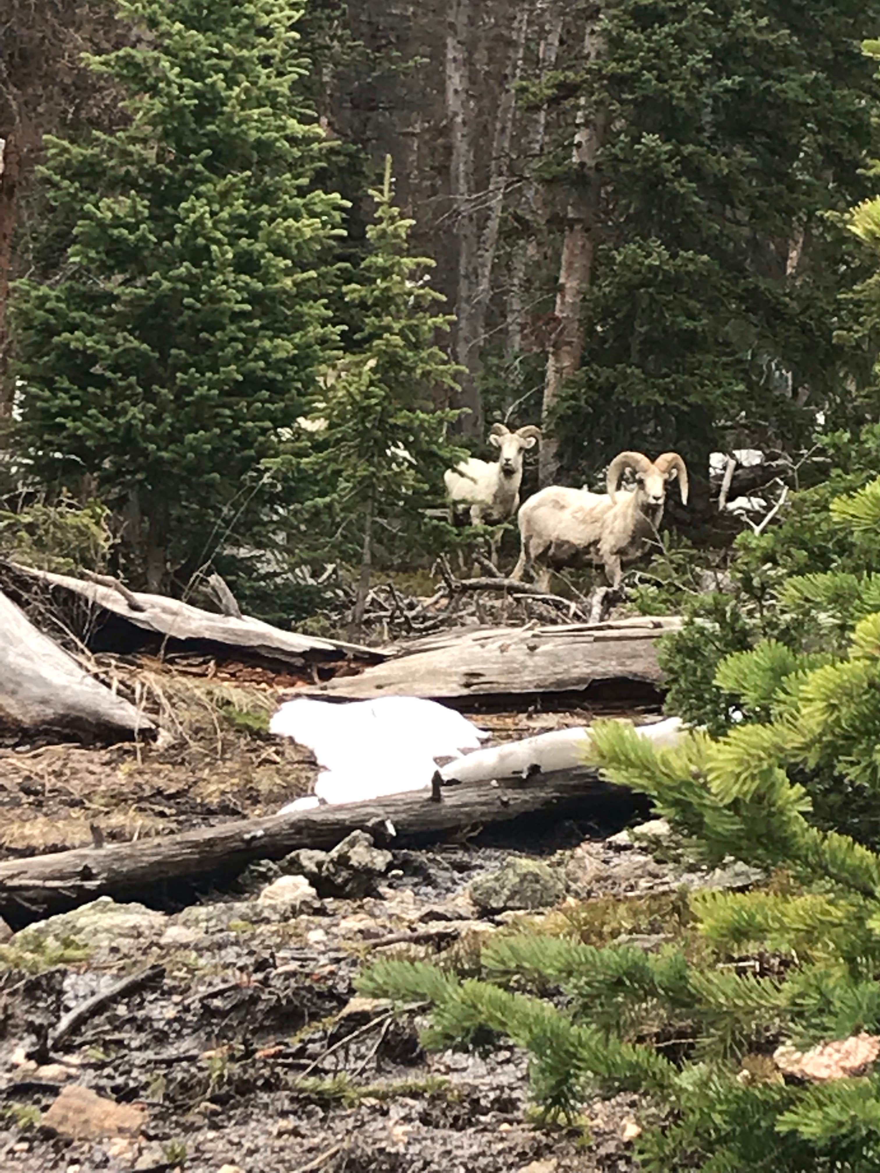 Camper submitted image from Timberline Campground - 2