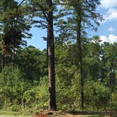 Review photo of Tyler State Park Campground by Shelly S., September 3, 2016
