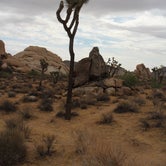 Review photo of Indian Cove Campground — Joshua Tree National Park by Carly S., September 3, 2016