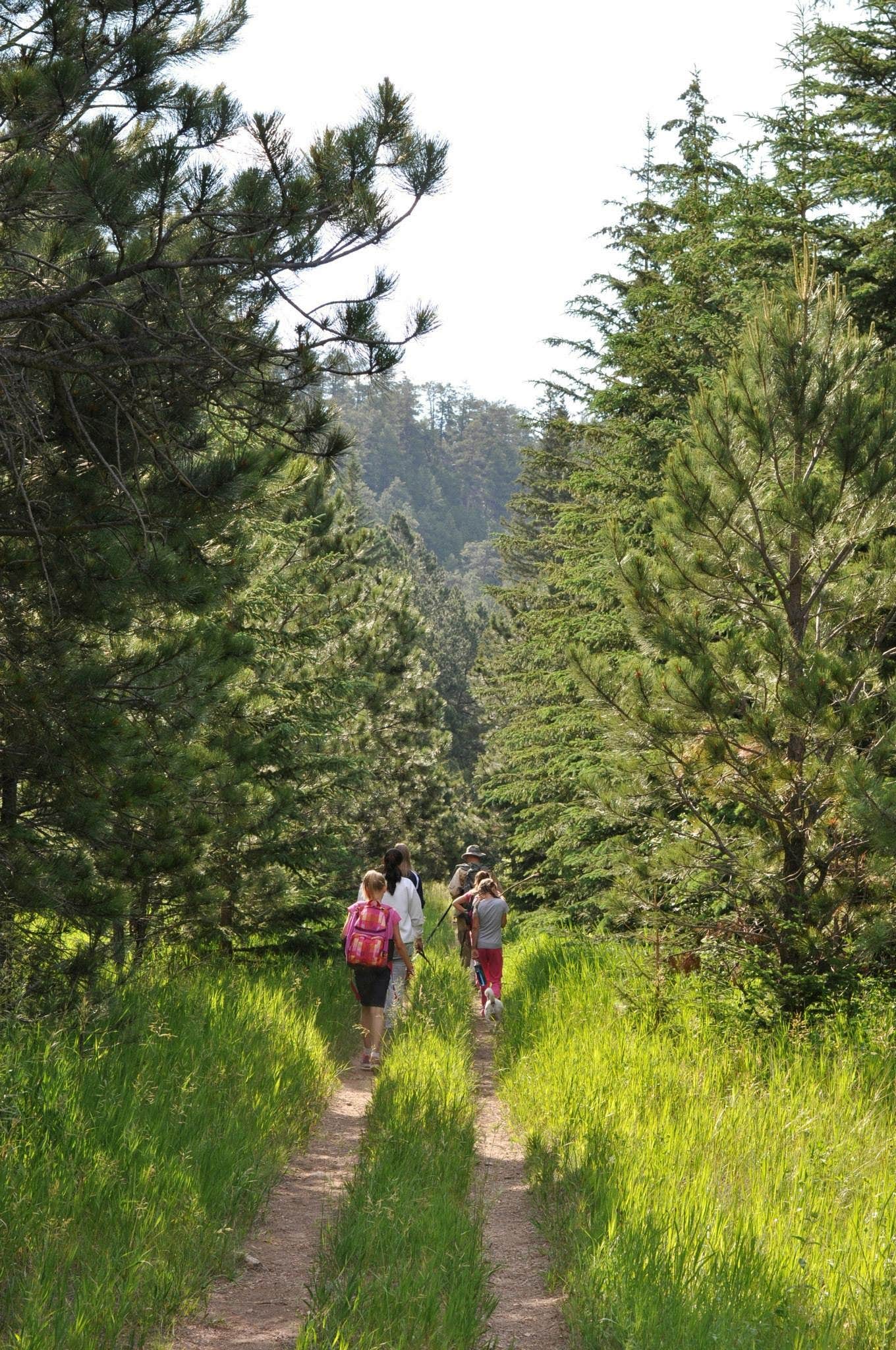 Camper submitted image from Boxelder Forks Campground — Black Hills National Forest - 3