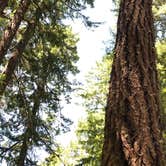 Review photo of Whitcomb Creek County Park by Brad C., June 24, 2019