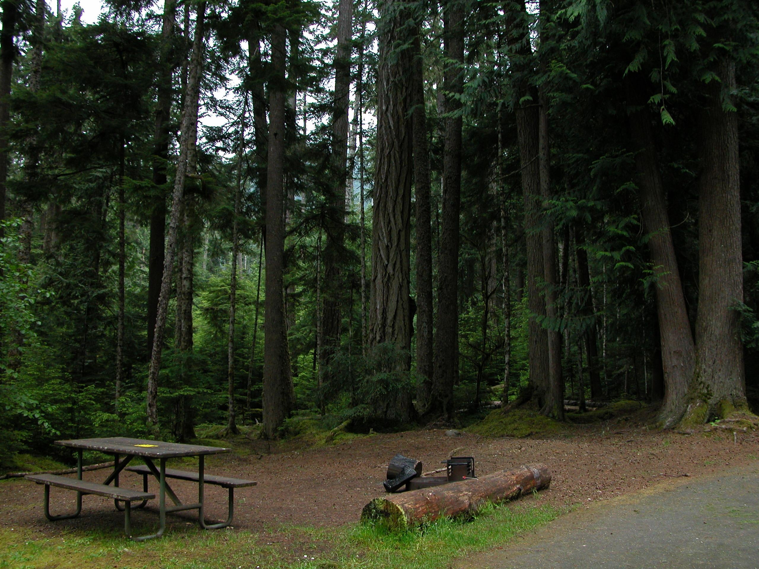 Camper submitted image from Heart O' the Hills Campground — Olympic National Park - 1