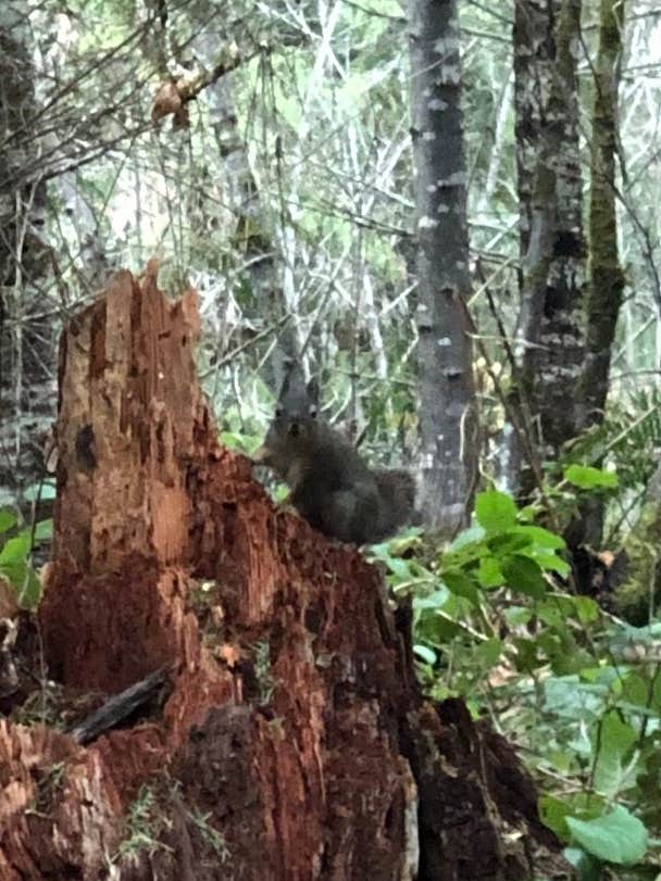 Brad C.'s photo of camping with pets at River Bend County Park near Cascadia, OR