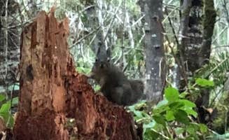 Brad C.'s photo of camping with pets at River Bend County Park near Corvallis, OR