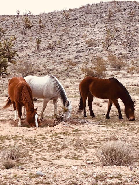 Camper-submitted photo at Happy Trails Campground & Mini Motel near Willow Beach, AZ