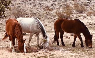 Samantha J.'s photo of camping with a horse at Happy Trails Campground & Mini Motel in Arizona