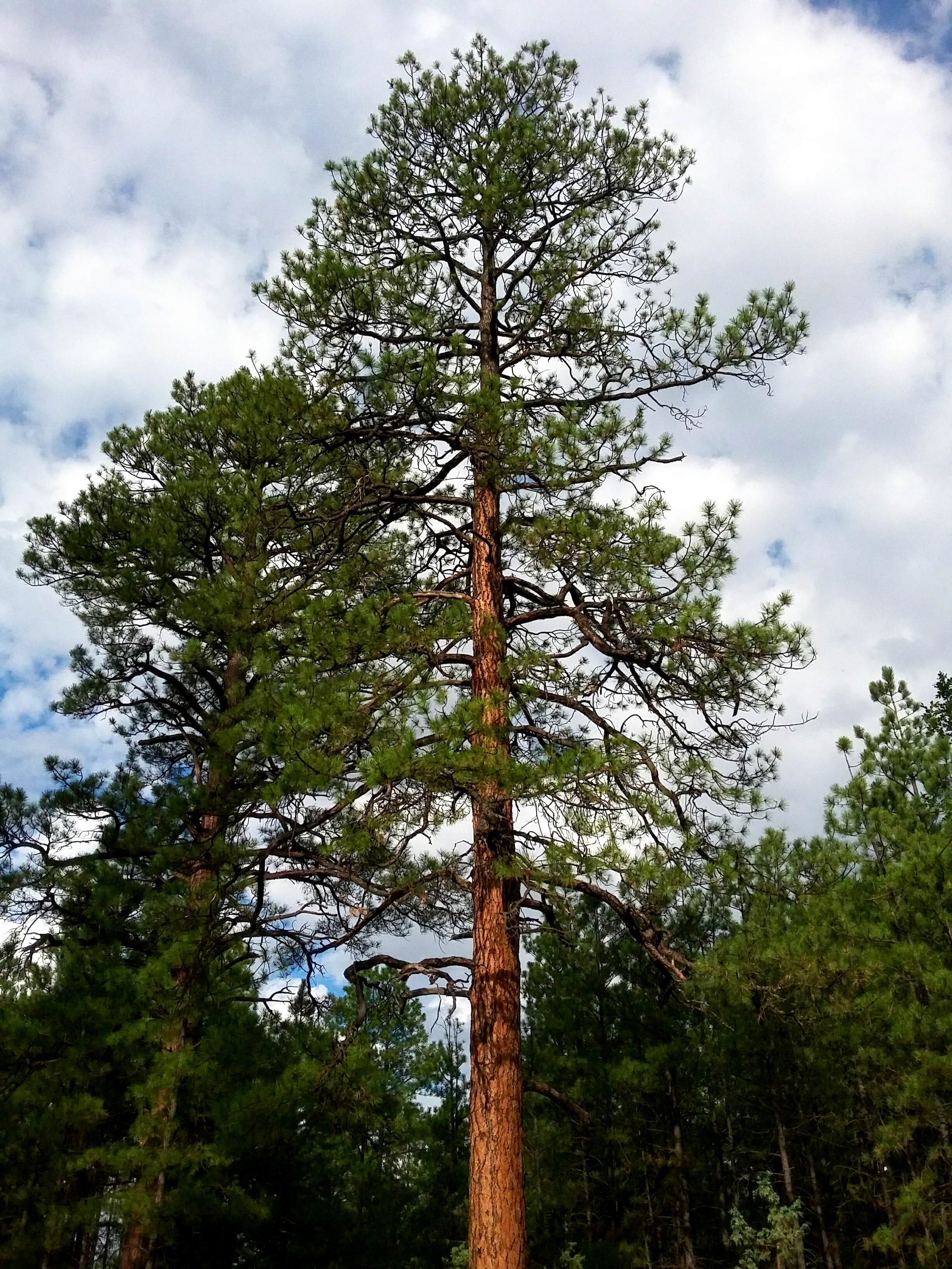 Camper submitted image from Quaking Aspen Campground - 1