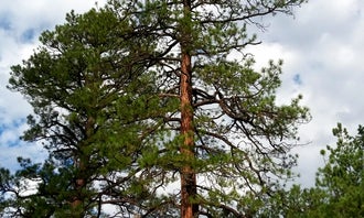 Camping near Tse Bonito Campground - CLOSED: Quaking Aspen Campground, Fort Wingate, New Mexico