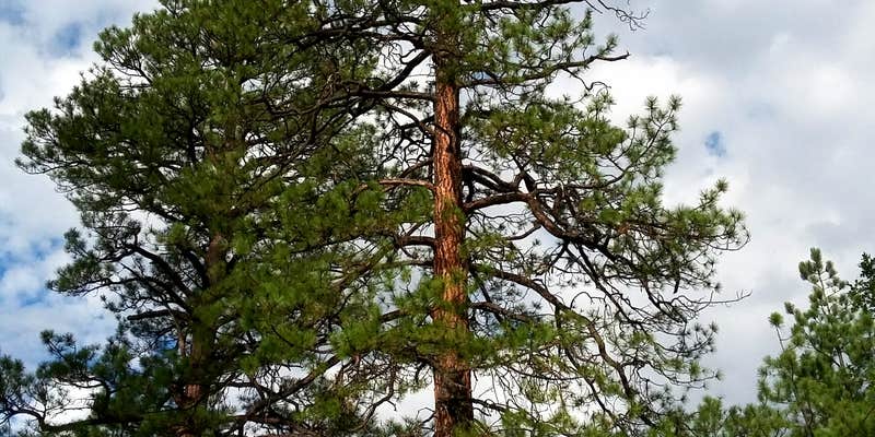 Camper submitted image from Quaking Aspen Campground