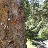 Review photo of Middle Fork of The Powder River Campground by Rayshell K., June 25, 2019