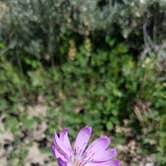 Review photo of Black Beach Campground by Rayshell K., June 25, 2019