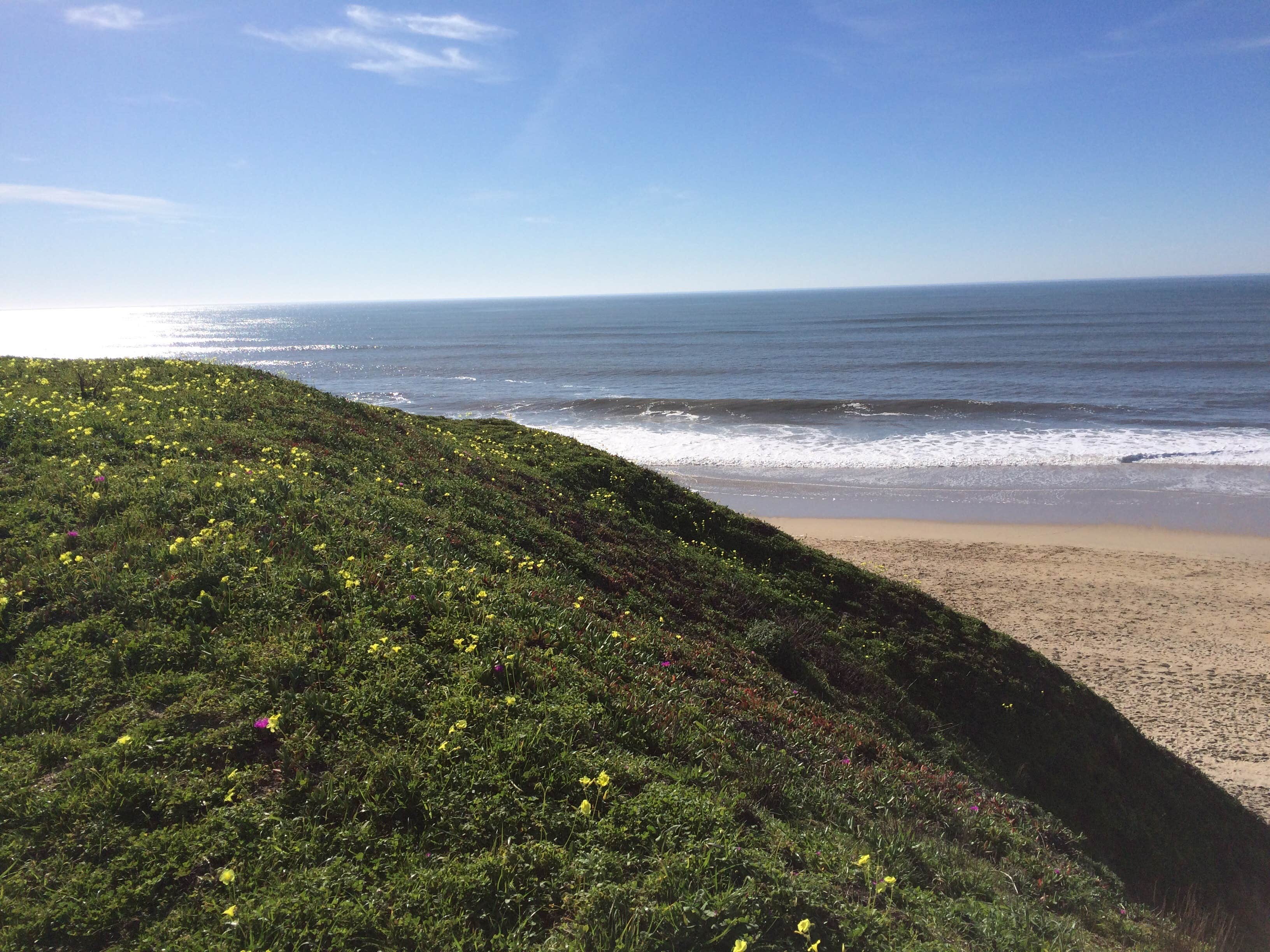 Camper submitted image from Half Moon Bay State Beach Campground - 2
