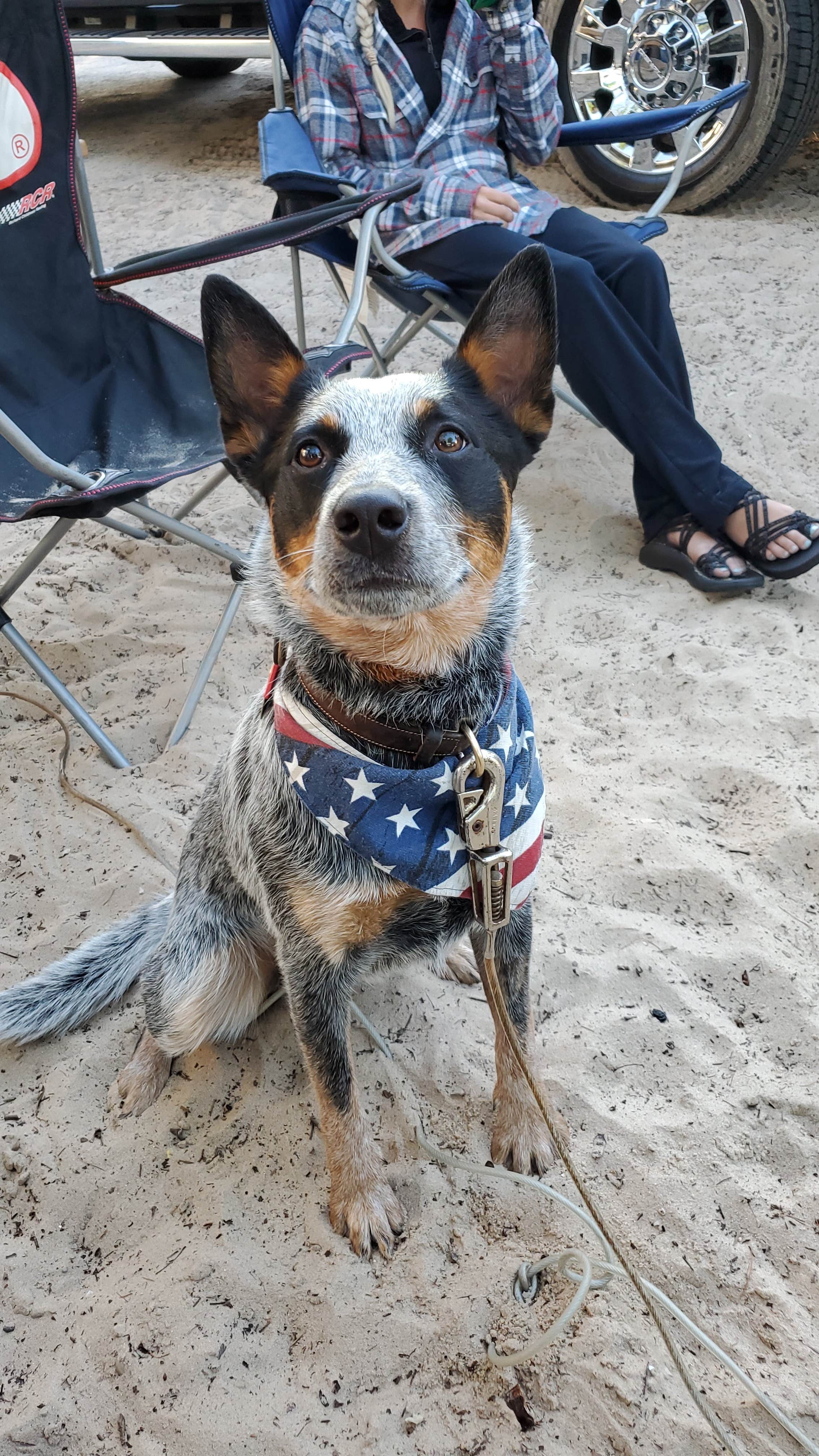Keith B.'s photo of camping with pets at Mears State Park Campground near Mears, MI