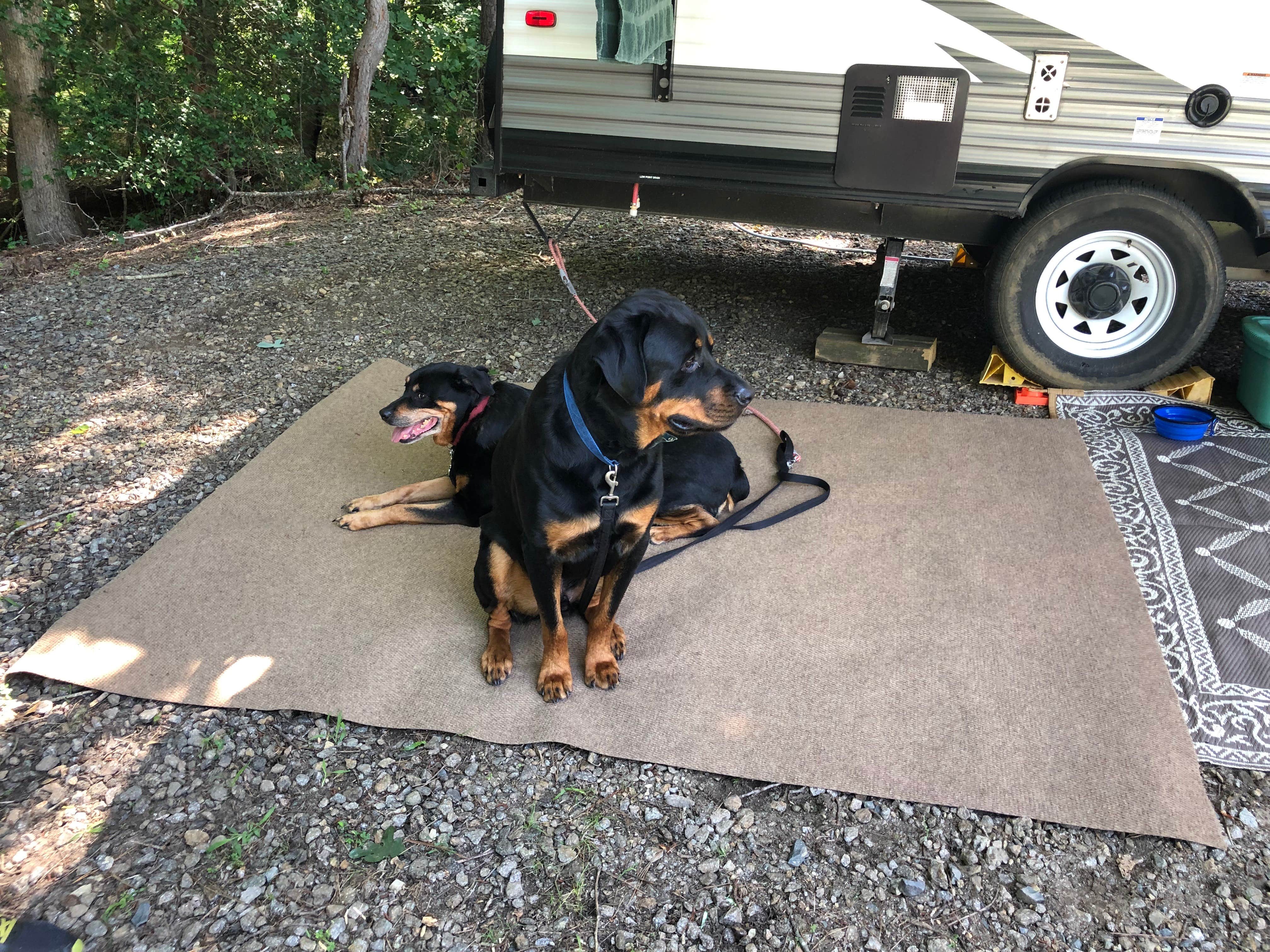 Shirley M.'s photo of camping with pets at Tall Pine Campground near Rehoboth Beach, DE